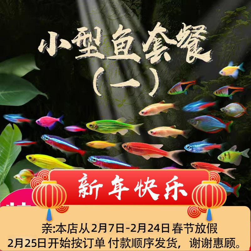 红绿灯鱼热带鱼小型灯科宠物鱼宝莲灯鱼淡水清道夫孔雀鱼苗观赏鱼