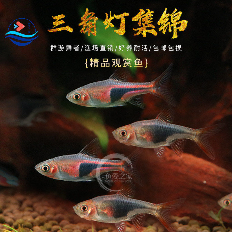 大三角灯鱼紫三角灯鱼蓝三角草缸群游好养淡水观赏鱼活体灯科鱼苗 - 实物图