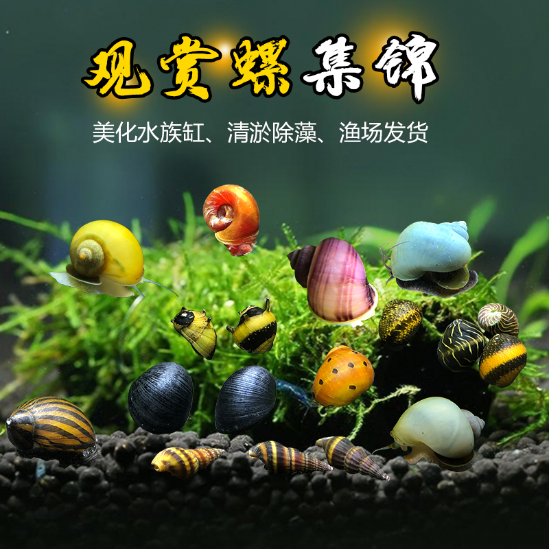 热带观赏螺美化水族箱活体清洁
