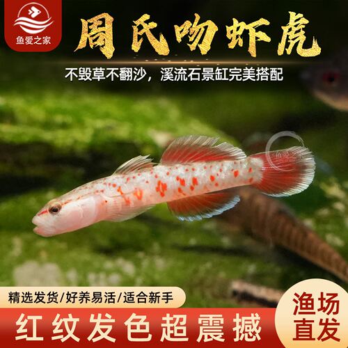 周氏吻虾虎不加温冷水好养溪流