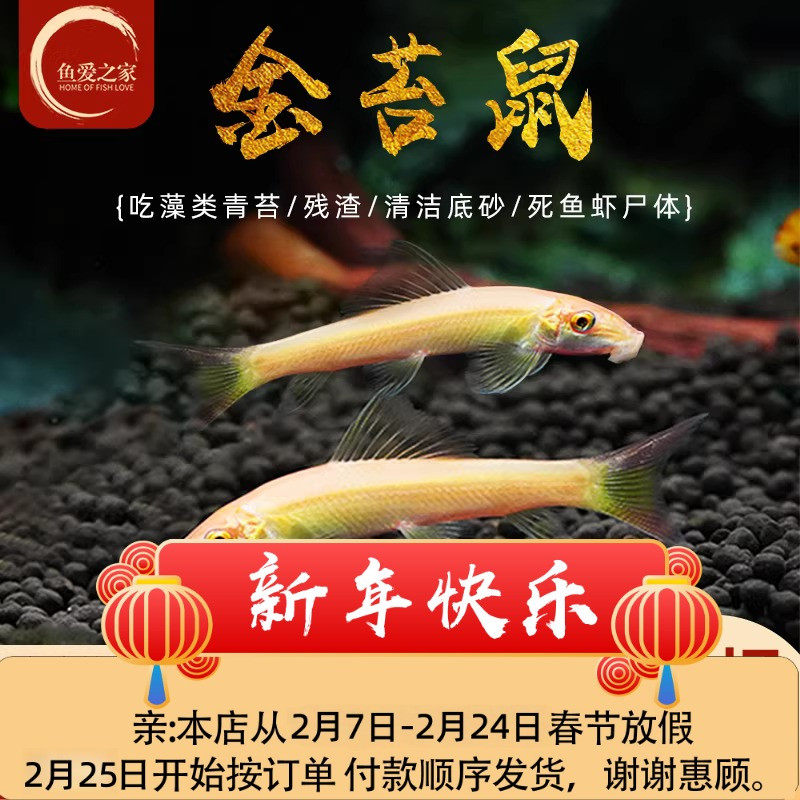 金苔鼠清洁鱼小号热带观赏鱼大号清道夫鱼缸清洁除藻活体工具鼠鱼