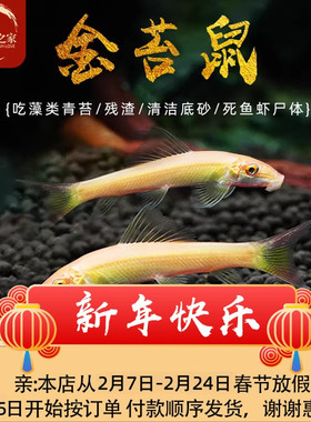 金苔鼠清洁鱼小号热带观赏鱼大号清道夫鱼缸清洁除藻活体工具鼠鱼