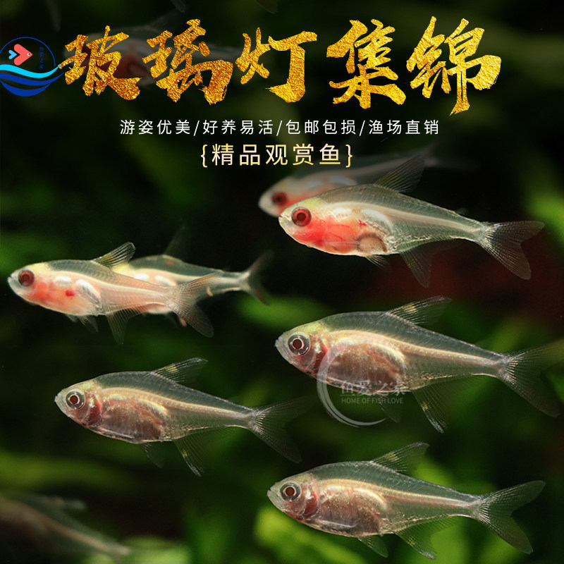 玻璃鱼集锦好养易活新手可养