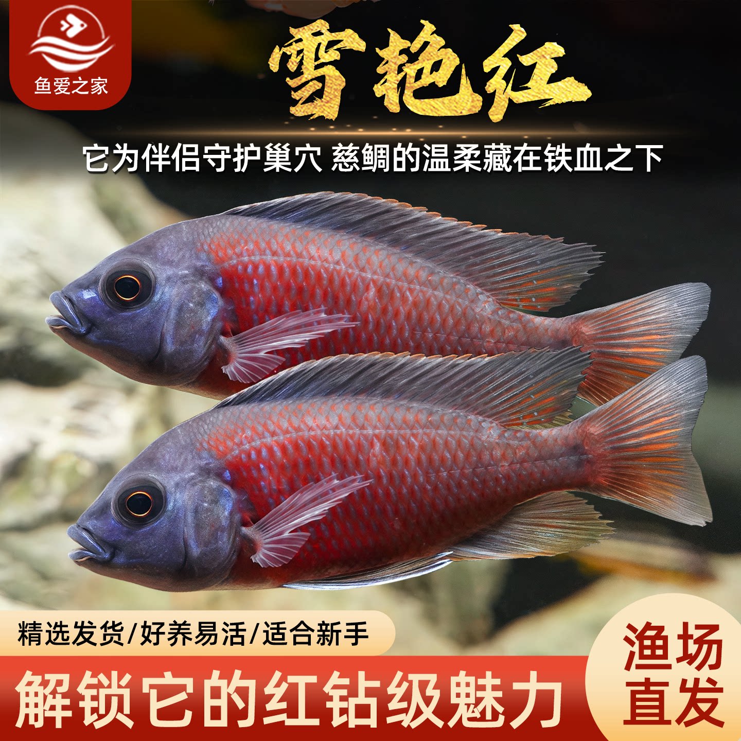 三湖慈鲷鱼雪艳红鱼马鲷鱼热带鱼观赏鱼活体淡水宠物小鱼好养易活