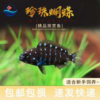 珍珠蝴蝶淡水好养耐活新手好养鱼