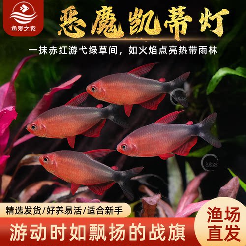 南美草缸温顺小型观赏鱼活体