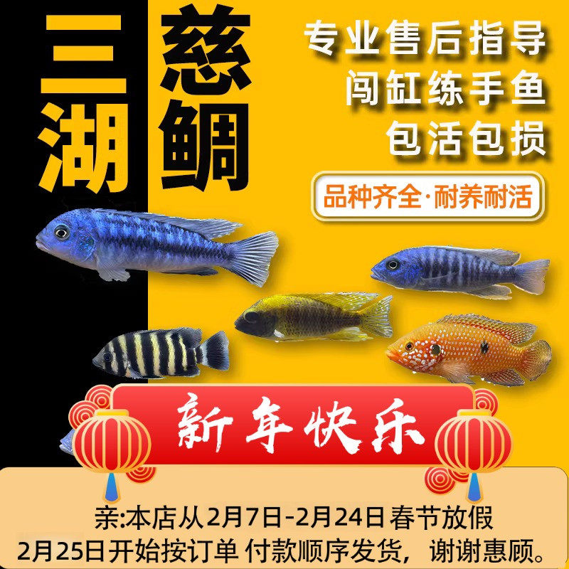 三湖慈鲷鱼王子热带观赏鱼中小型淡水耐养易活马鲷坦鲷小鲷鱼活体