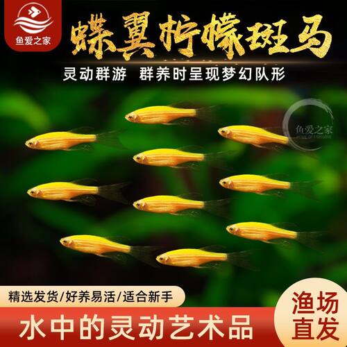 柠檬斑马鱼热带观赏鱼
