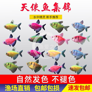 糖果天使七彩天使鱼大号彩鱼新手鱼缸耐活群游鱼中小型热带观赏鱼