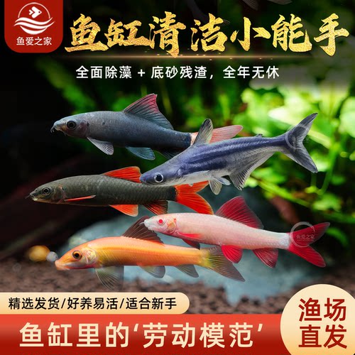 粉红活体热带观赏鱼彩虹鲨