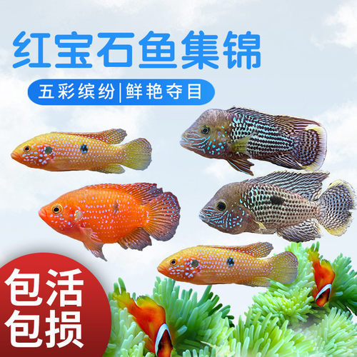 红宝石活体慈鲷大型观赏鱼