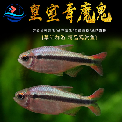 皇室青魔鬼灯鱼好养小型热带鱼