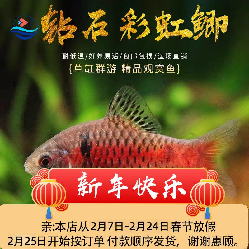 钻石彩虹鲫鱼母鱼苗低温冷水耐寒淡水好养耐活体群游原生观赏鱼苗