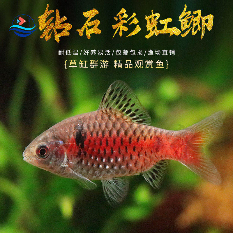 钻石彩虹鲫鱼母鱼苗低温冷水耐寒淡水好养耐活体群游原生观赏鱼苗