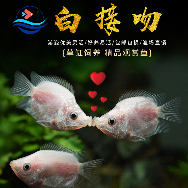 接吻鱼热带观赏鱼淡水活体鱼苗混养耐活小型热带鱼亲嘴鱼宠物小鱼