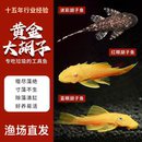 包邮 清缸工具鱼蓝眼胡子鱼黄金红眼迷彩除藻清洁鱼草缸小型活体鱼