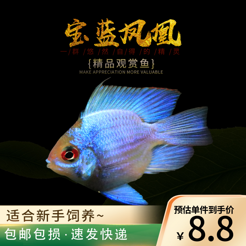 宝蓝凤凰球阿凡达波子小型热带观赏宠物鱼草缸蓝波子荷兰宝蓝凤凰