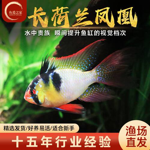 七彩凤凰短鲷南美热带观赏鱼