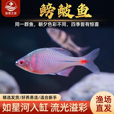 七彩鳑鲏活体除藻好养冷水鱼