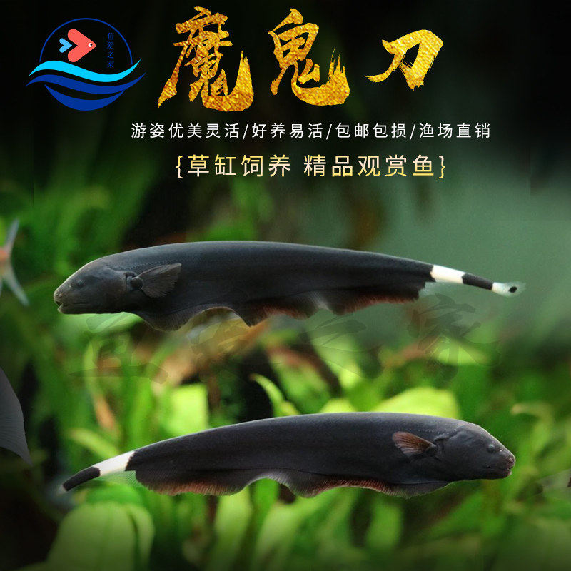 魔鬼刀鱼黑魔鬼羽毛刀鱼水草缸热带淡水观赏鱼七星刀鳗鱼活体鱼苗