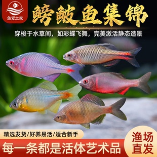 鳑鲏鱼观赏鱼冷水鱼原生鱼七彩旁皮鱼高体旁皮活体好养小型淡水鱼
