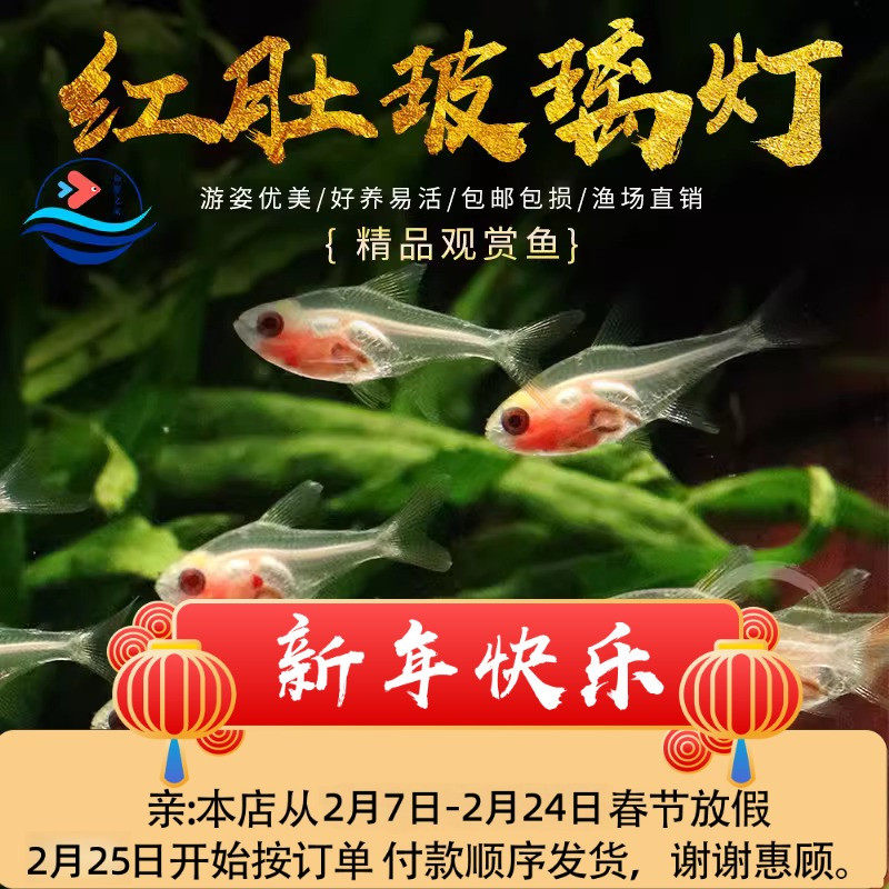 红肚玻璃灯鱼活体透明灯鱼热带鱼观赏小型草缸淡水宠物小鱼混养鱼