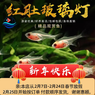 红肚玻璃灯鱼活体透明灯鱼热带鱼观赏小型草缸淡水宠物小鱼混养鱼
