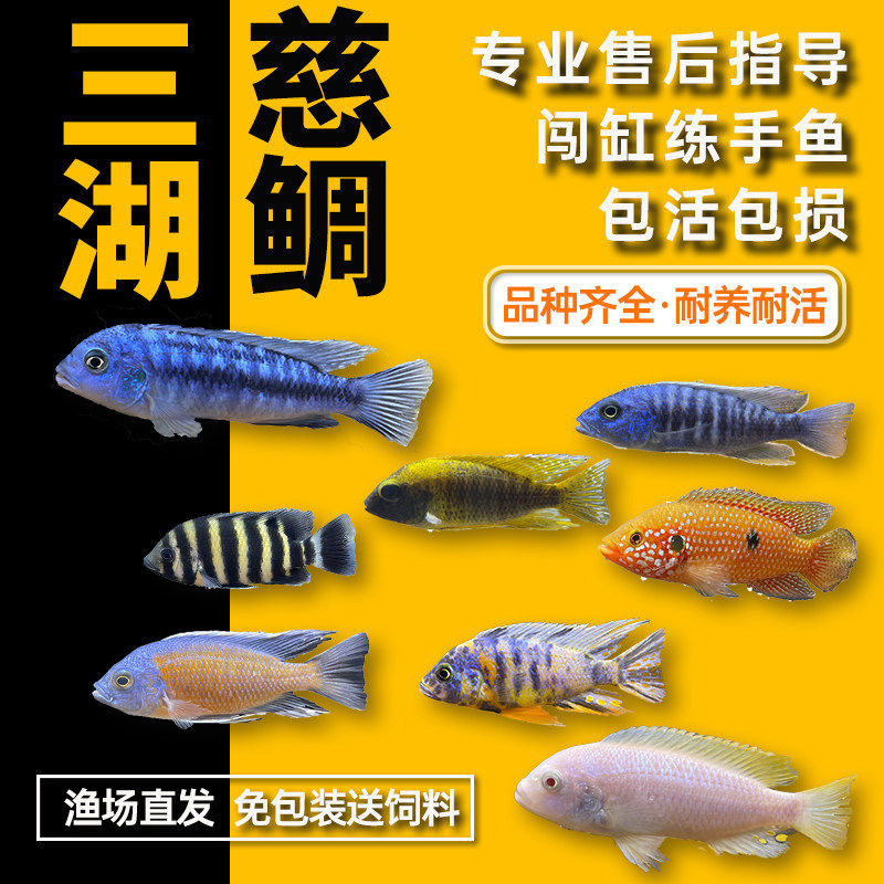 三湖慈鲷鱼王子热带观赏鱼中小型淡水耐养易活马鲷坦鲷小鲷鱼活体