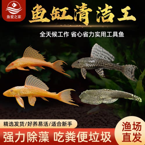 黑清道夫黄清道夫红眼女王大帆豹纹爬岩鳅底层吃垃圾吃粪便工具鱼 - 封面
