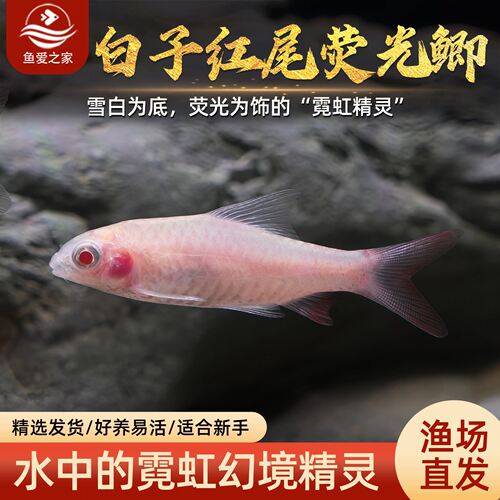 白子绿荧光鲫鱼活体混养建议