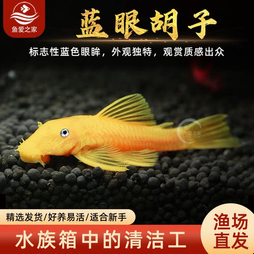 蓝眼大胡子鱼清缸除藻好养耐活