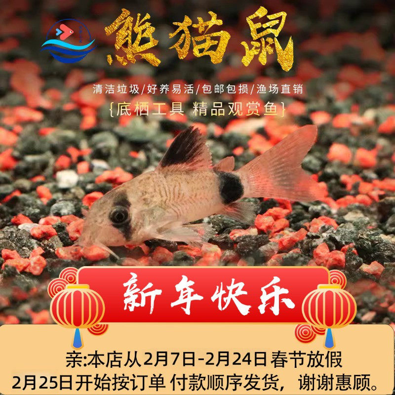 熊猫鼠鱼清洁工具鱼花椒鼠异型鱼清道夫鱼缸底除藻热带观赏鱼活体