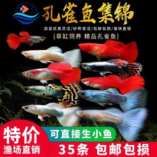 热带观赏鱼活体小型孔雀淡水鱼苗宝莲灯清道夫红绿灯鱼凤尾易养鱼