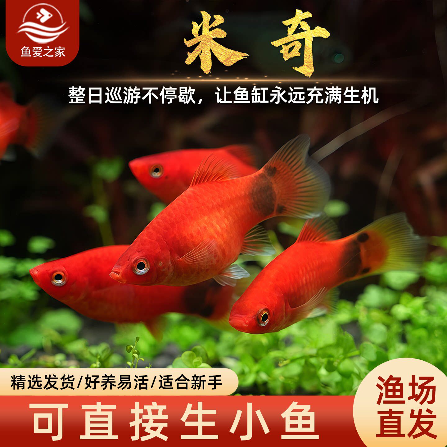 米奇鱼胎生鱼小型鱼活体热带观赏鱼玛丽鱼孔雀鱼耐养红箭月光鱼