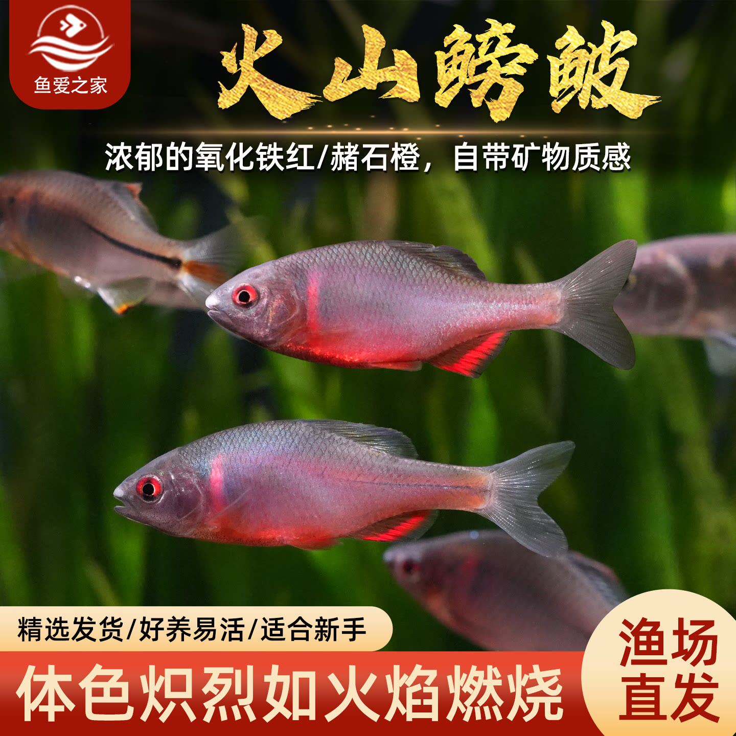 鱼爱之家火山鳑鲏不加温好养