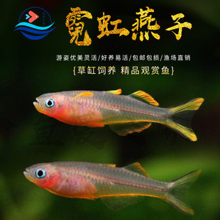 霓虹燕子灯鱼淡水草缸小型鱼热带鱼观赏鱼新手好养耐活宠物活体鱼