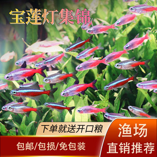 宝莲灯鱼进口大号钻石灯红绿灯科鱼活体小型热带观赏鱼草缸群游鱼