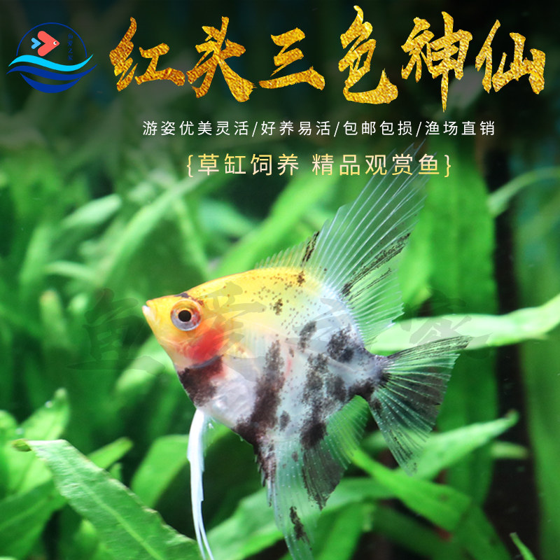 红头三色神仙热带鱼黑色神仙鱼白色神仙鱼燕子云石熊猫观赏鱼活体