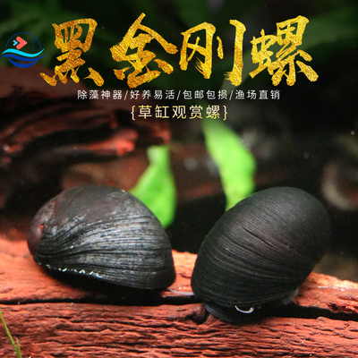 黑金刚螺新手可养好养易活