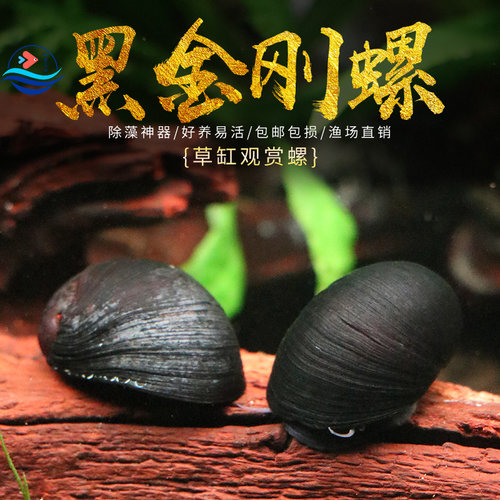 黑金刚螺新手可养好养易活