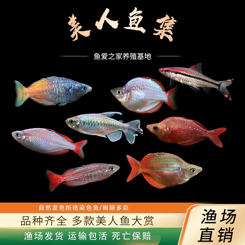 电光美人鱼刚果热带鱼活体