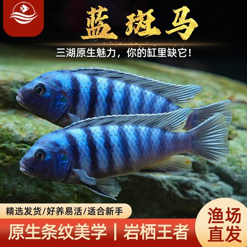 特蓝斑马坦鲷鱼三湖慈鲷热带鱼
