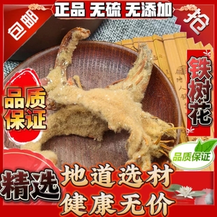 铁树花雌花 包邮 雌铁树花 另有铁树雄花 铁树果冷背奇