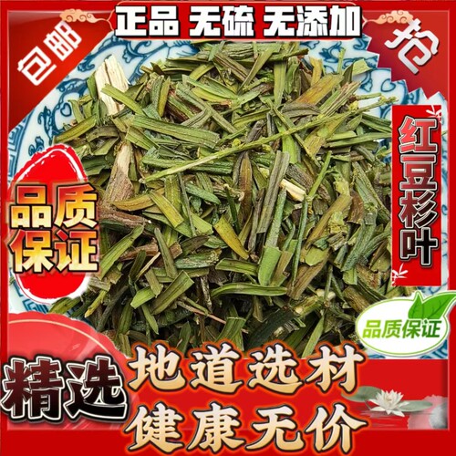 中药材红豆杉叶 南方红豆杉树叶茶红豆杉叶子高含量紫杉醇
