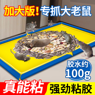 老鼠贴强力粘鼠板胶粘大号老鼠超强家用室内沾捕鼠神器2025新款 夹