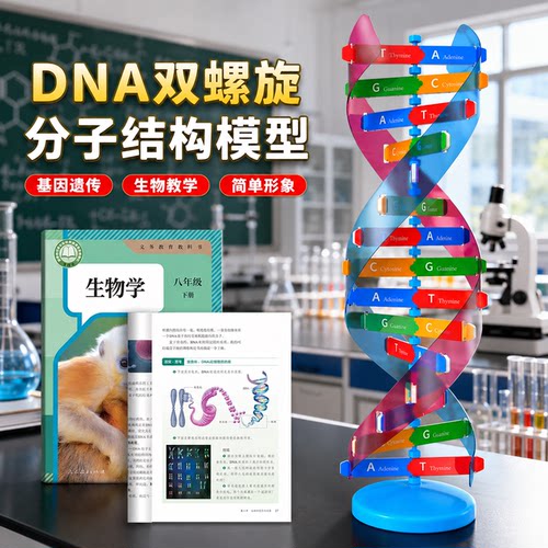 DNA双螺旋结构教学实验模型