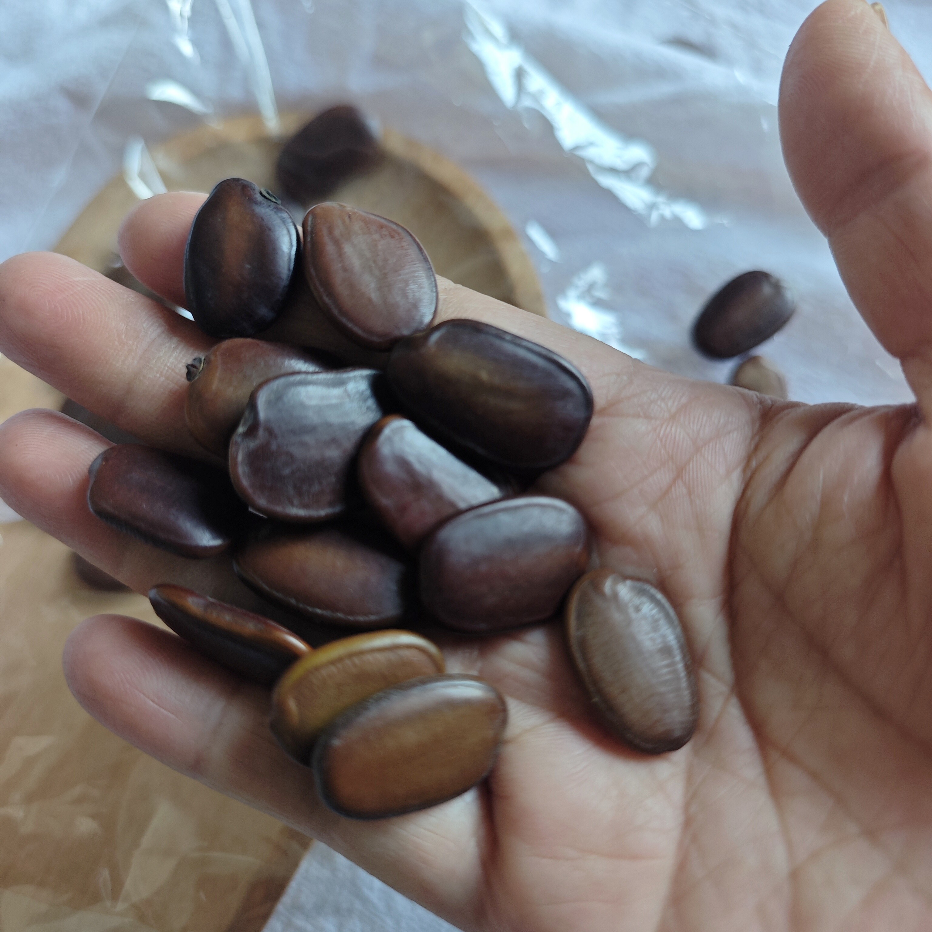 仪花种子可做耳饰手工diy摇铃像硬币声拍摄装饰道具豆豆眼睛材料
