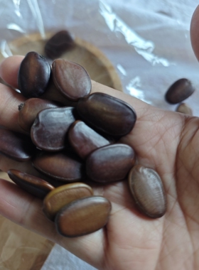 仪花种子可做耳饰手工diy摇铃像硬币声拍摄装饰道具豆豆眼睛材料