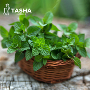 塔莎 花园可食用薄荷盆栽柠檬苹果薄荷牛排泡水做菜煲汤室内阳台