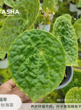 塔莎的花园鳟鱼竹节福寿秋海棠乌头杂塞拉山王室内外阳台观叶植物